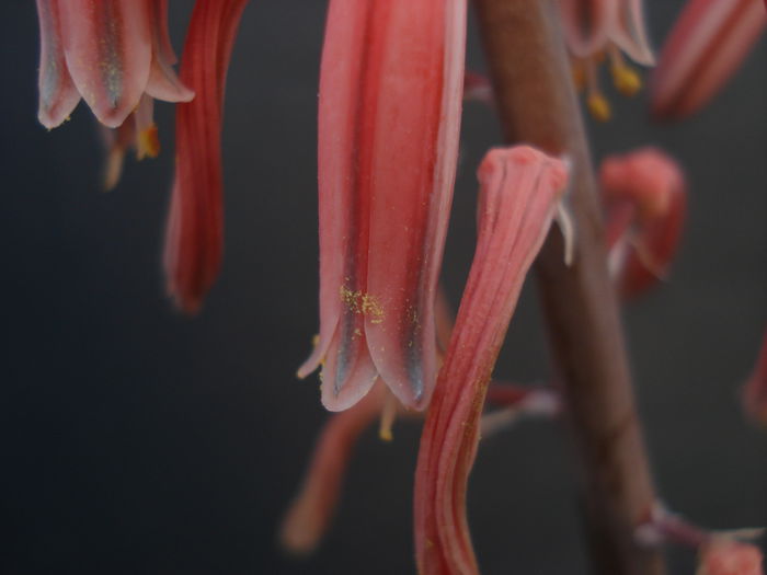 Aloe variegata, - Cactusi 2011