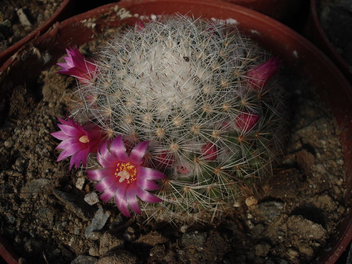 DSC07682 - Cactusi 2011