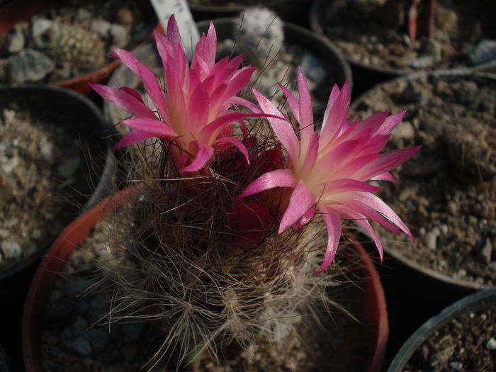 DSC07706 - Cactusi 2011