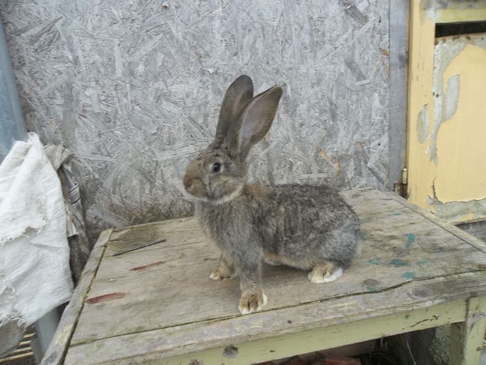 100_5225 - Femele tineret 2015 3 luni