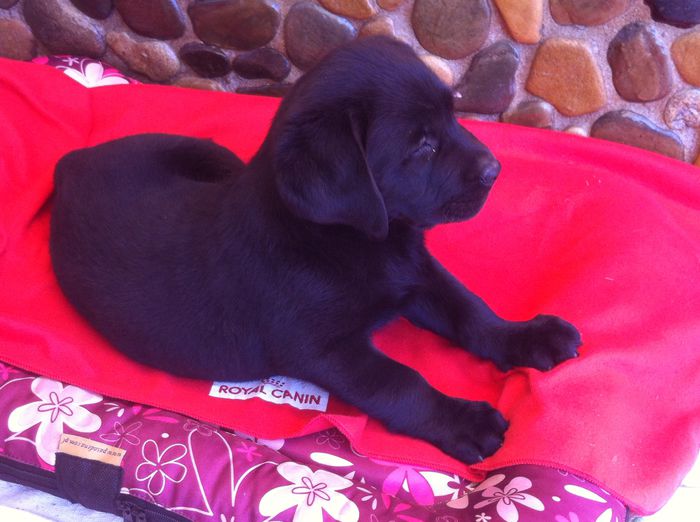 image - ATHENA-Labrador Retriever