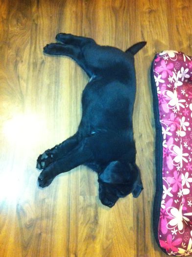 image - ATHENA-Labrador Retriever