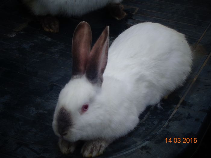 Masculas; Masculas himalayan pe aguti, cred ca e singurul ramas pe aguti din tot ce mai are Dan! Purtator si de culoare uni, din fericire.. Sa vedem cum se va dezvolta..daca va trece sau nu proba de foc..:)
