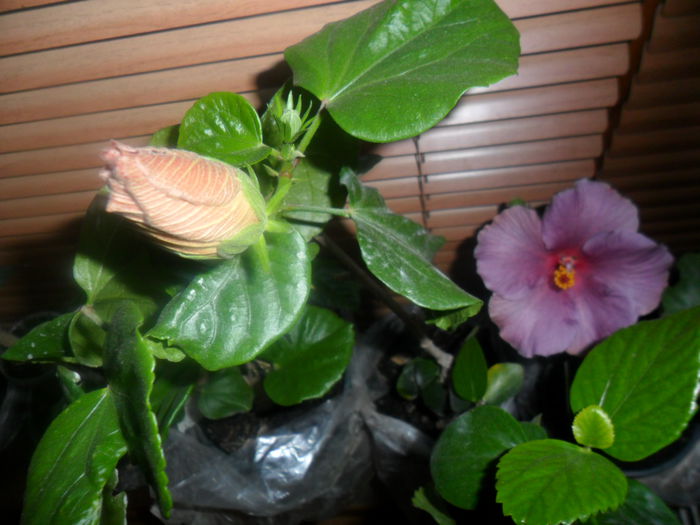 SAM_3333 - hibiscusi2015-1