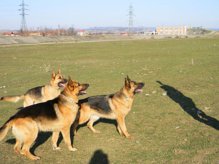 trupa vesela