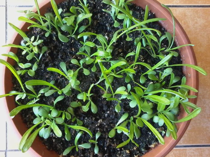 20150319_092653 - Gazania