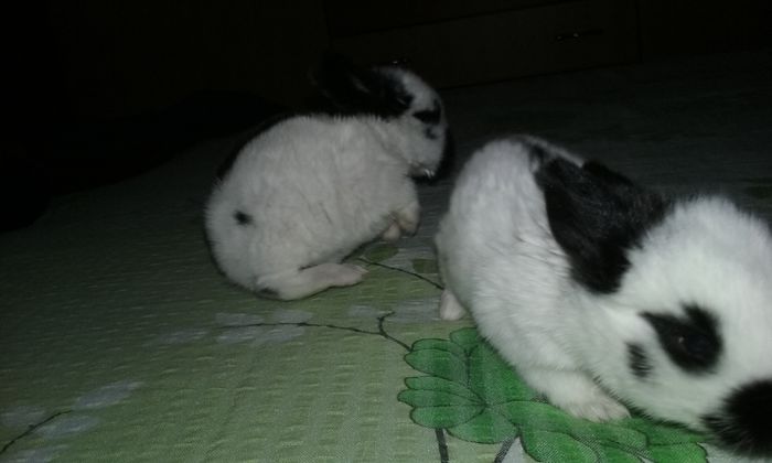 12 zile crescuti cu biberonul