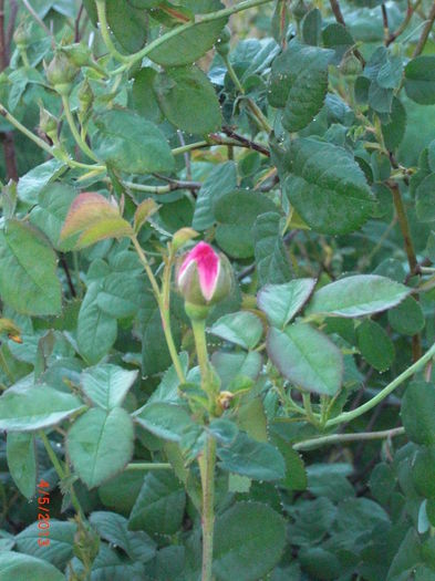 trandafiri de dulceata boboci - Gradina Casa si Plante Rare sau Deosebite pentru Sanatate