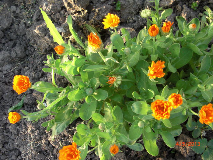 galbenele - Gradina Casa si Plante Rare sau Deosebite pentru Sanatate