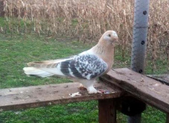 Taneli miski; Taneli miski
