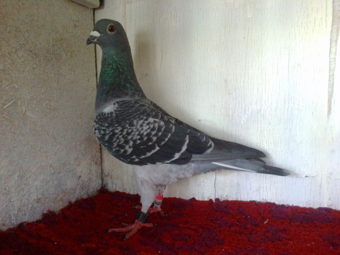 2012 Van Der Wegen (Beefy Junior)
