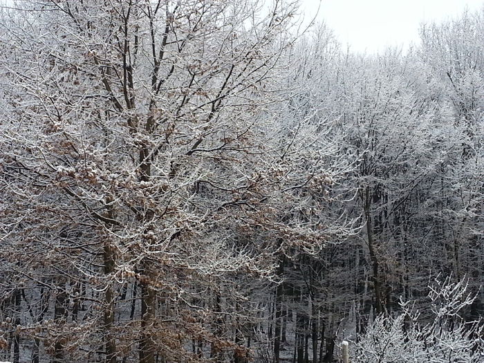 19 martie 2015 - zapada mieilor - 1_PRIMAVARA