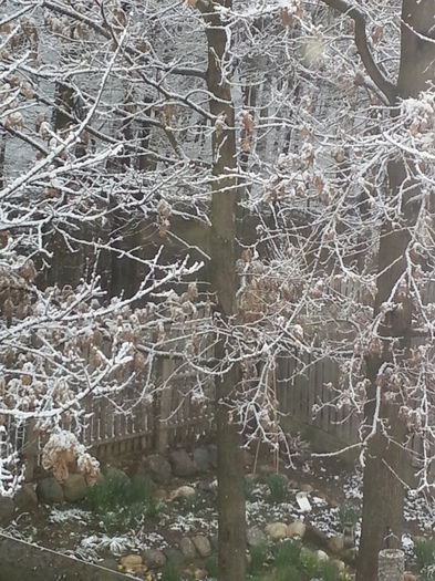 20150319_065920 - 1_PRIMAVARA