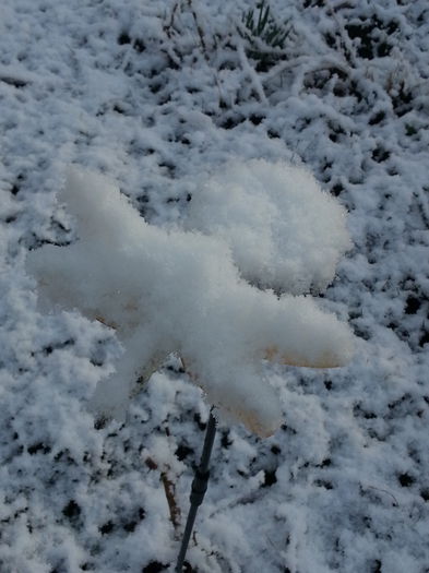 20150319_075034 - 1_PRIMAVARA