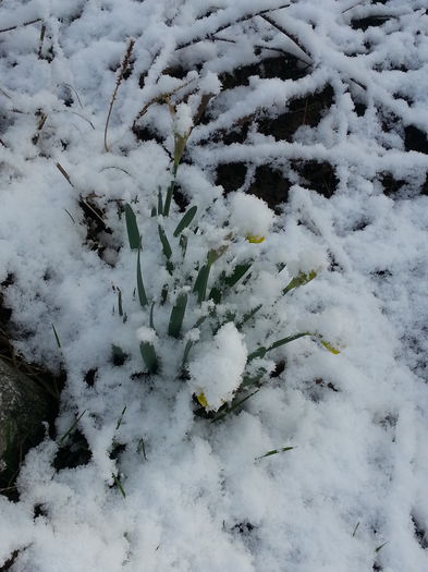 20150319_075045 - 1_PRIMAVARA