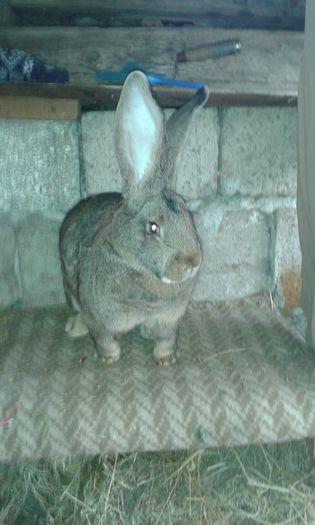 20150316_150053 - Iepuri