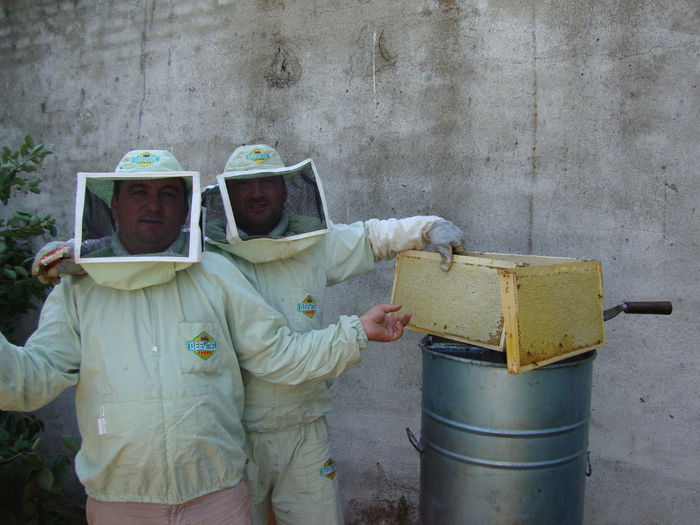 floarea soarelui 2013 - 03 Albinutele mele