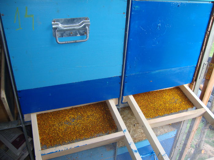 DSC05819 - 03 Albinutele mele