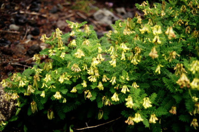 AstragalusMembranaceus - De vanzare seminte -legume-mirodenii-flori-arbori