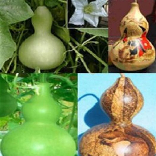 Dovleac decorativ Bottle Gourd... - De vanzare seminte -legume-mirodenii-flori-arbori