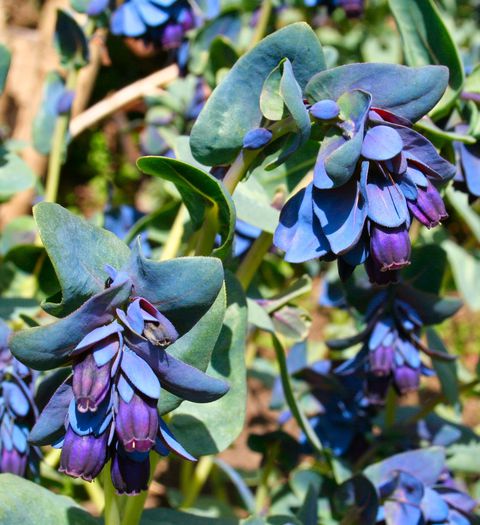 Cerinthe major purpurascens.