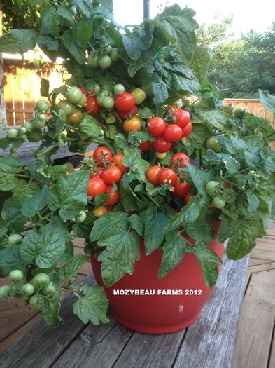 Tomate cherry Tiny Tim.... - De vanzare seminte -legume-mirodenii-flori-arbori