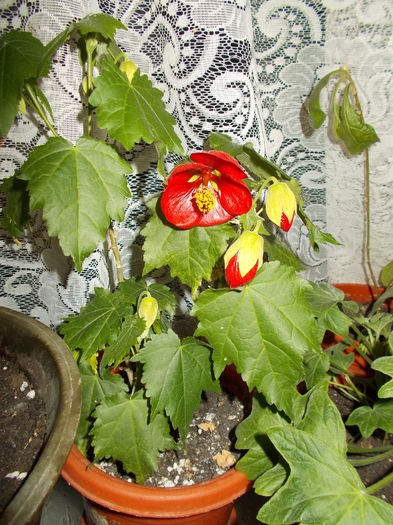 Picture 264 - Abutilon