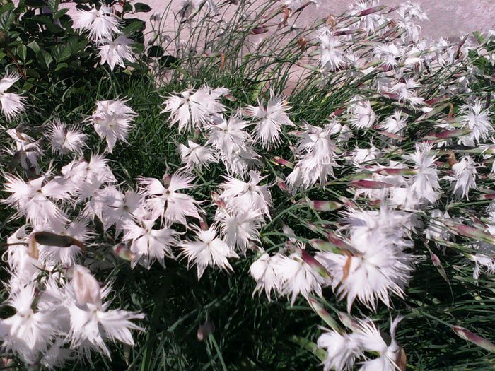 Garofite salbatice - Alte flori de primavara