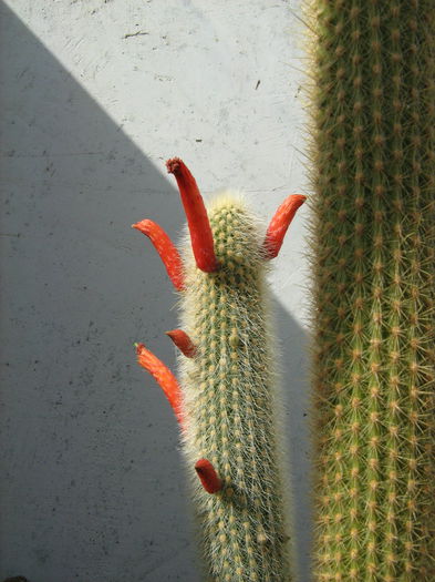 IMG_0227 - Flori de Cactus