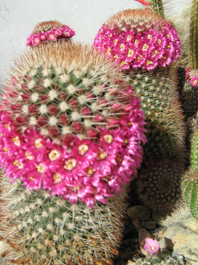 IMG_0230 - Flori de Cactus