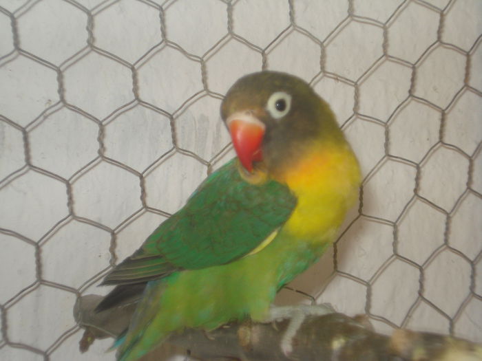 DSC06478 - Papagali agaponis