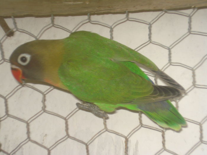 DSC06505 - Papagali agaponis