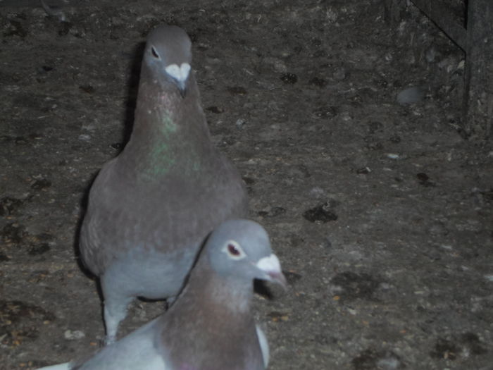 2015-ös album postagalambak 302 - postagalambak 2015