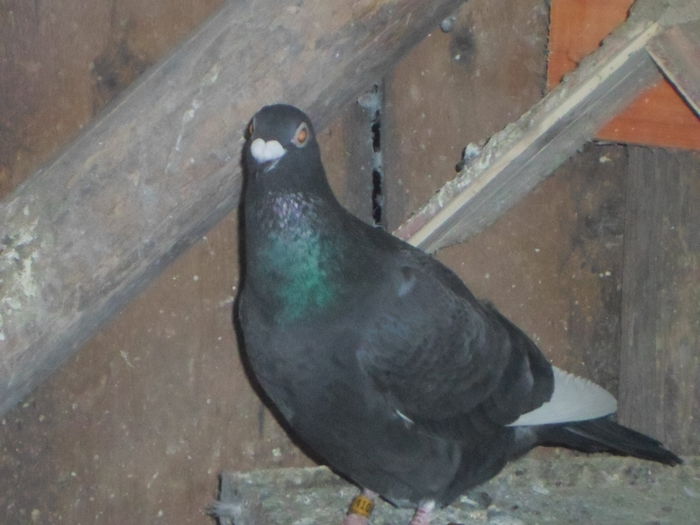 2015-ös album postagalambak 305 - postagalambak 2015