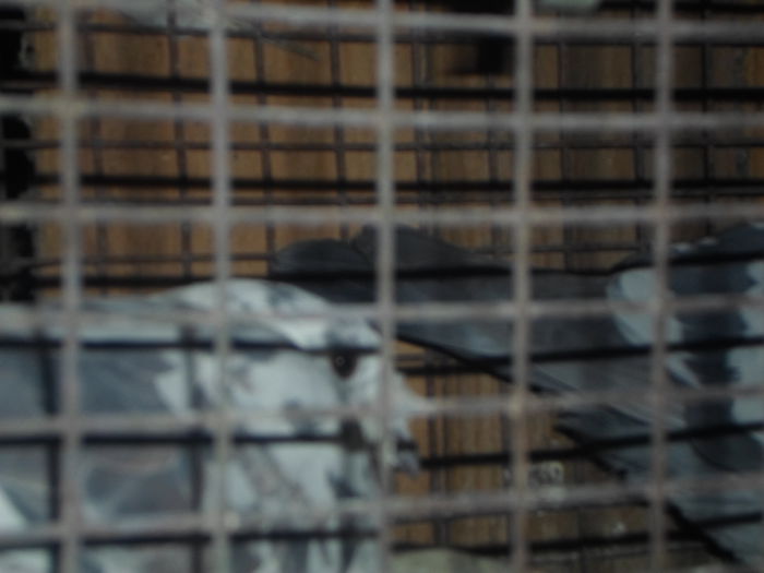 2015-ös album postagalambak 308 - postagalambak 2015