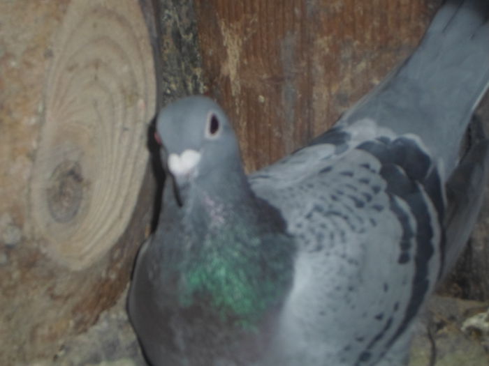 2015-ös album postagalambak 311