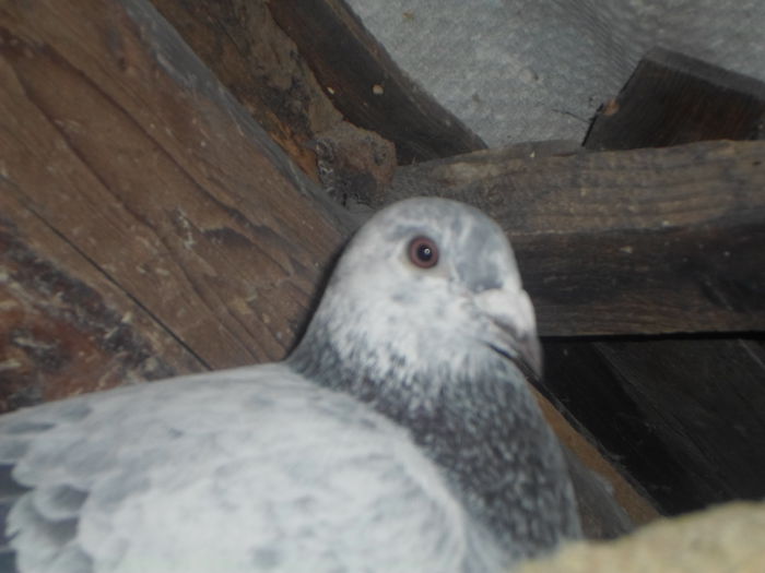 2015-ös album postagalambak 312