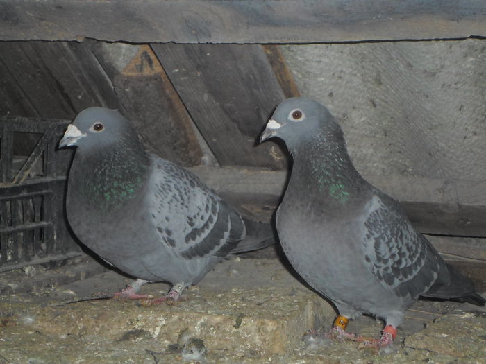 2015-ös album postagalambak 313 - postagalambak 2015