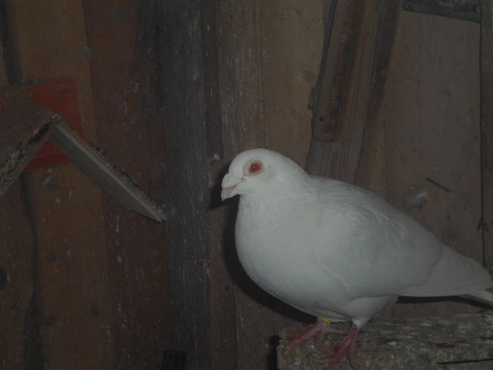 2015-ös album postagalambak 315 - postagalambak 2015