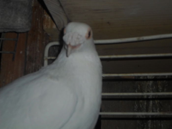 2015-ös album postagalambak 316 - postagalambak 2015