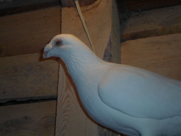 2015-ös album postagalambak 318 - postagalambak 2015