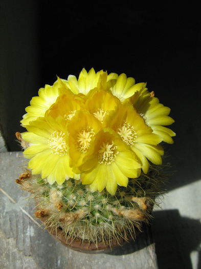IMG_0270 - Flori de Cactus
