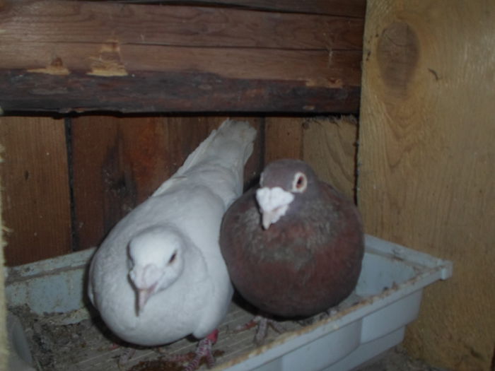 2015-ös album postagalambak 323 - postagalambak 2015