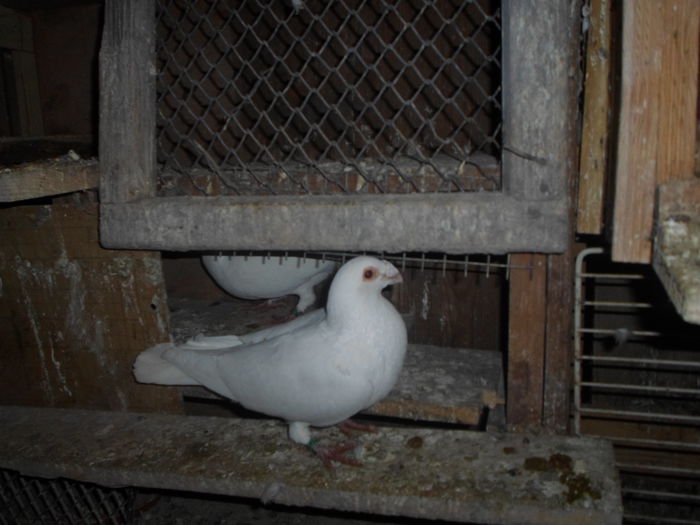 2015-ös album postagalambak 327