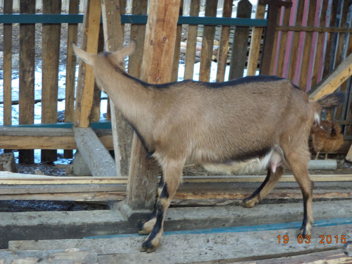 Caprioara a cam slabit putin