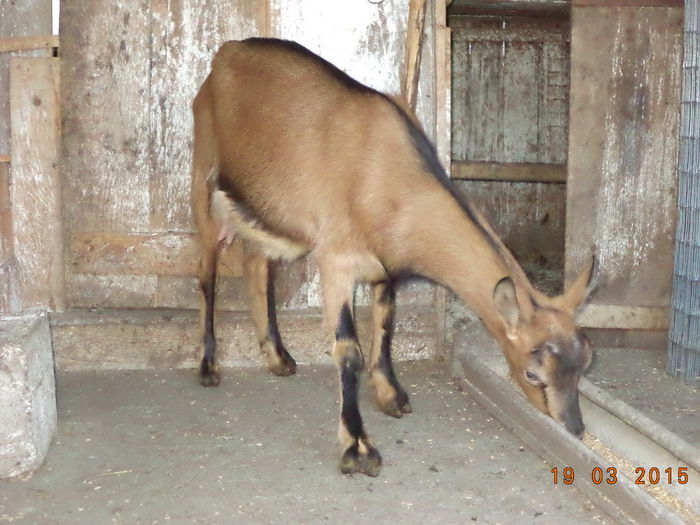 Caprioara la grauntele gainilor