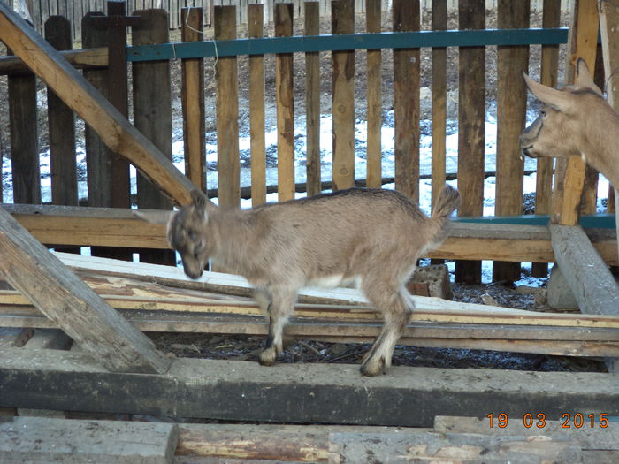 Ieduta mica de la Caprioara
