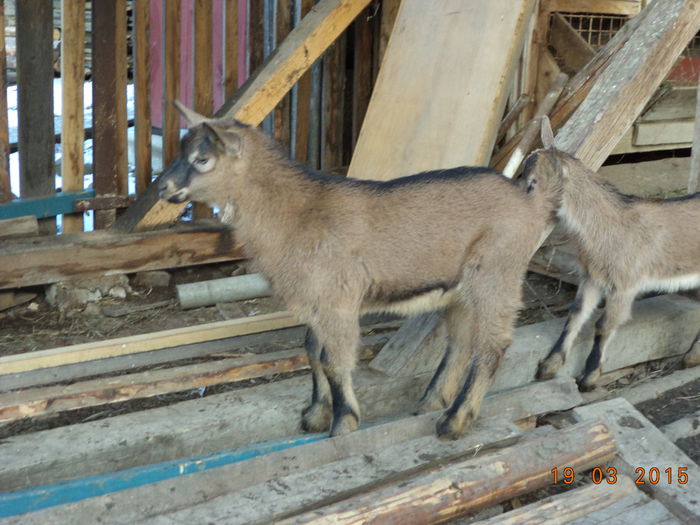 Iezisorii de la Caprioara-43