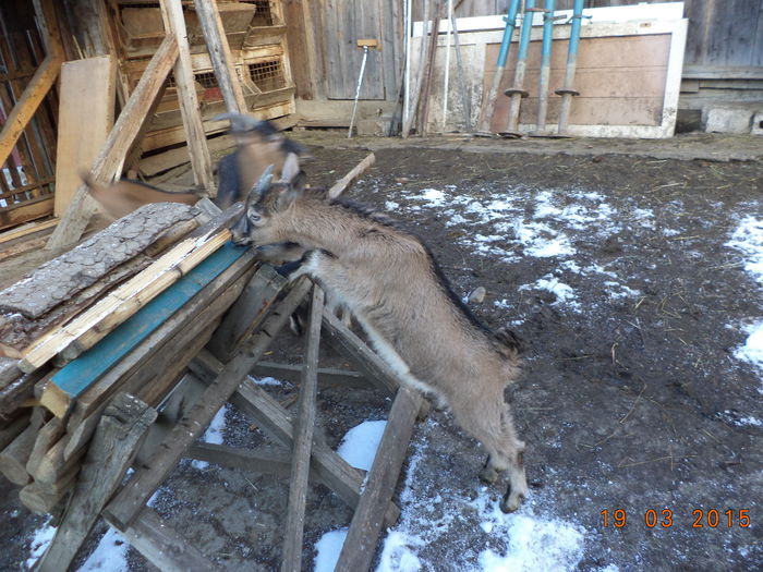 Tapucul de la Negruta