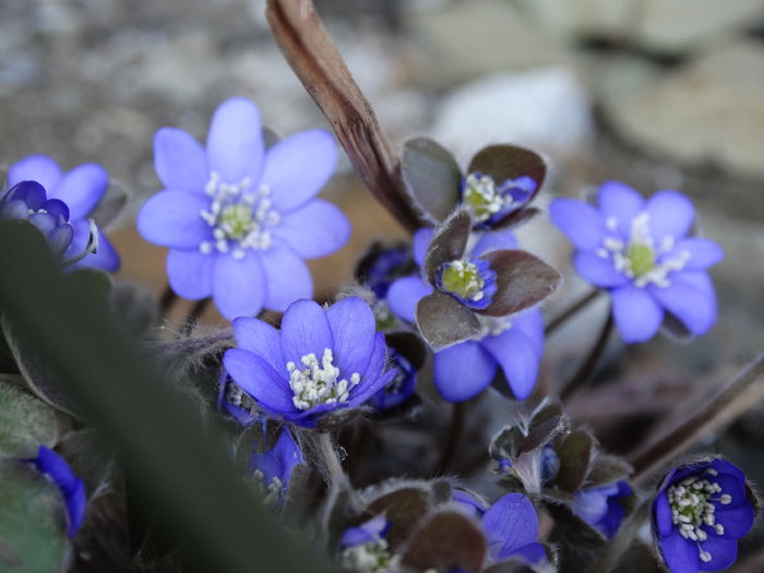 DSC09280 - Plante in gradina 2015